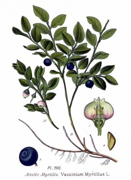 Черника обыкновенная (лат. Vaccinium myrtillus) фото #555