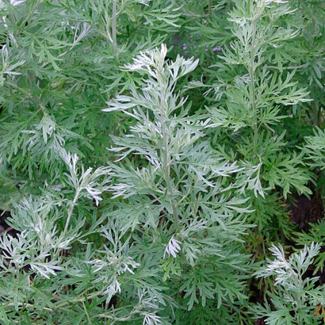Полынь горькая (лат. Artemisia absinthium) фото #422