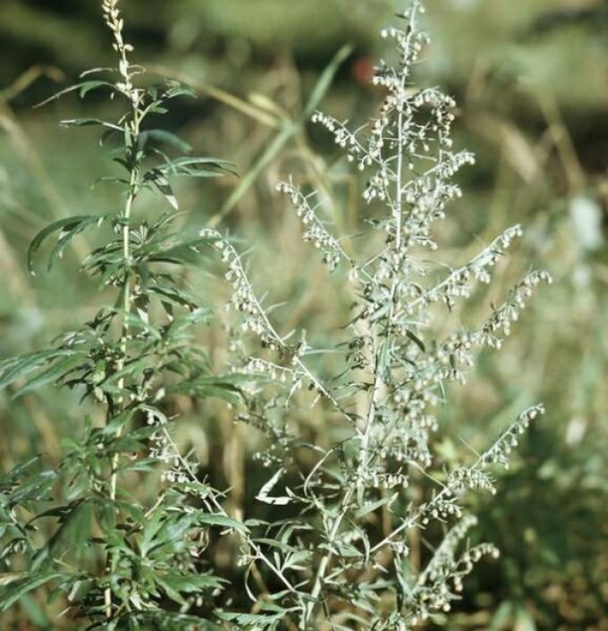 Полынь горькая (лат. Artemisia absinthium) фото #427