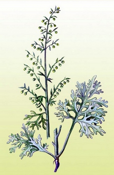 Полынь горькая (лат. Artemisia absinthium) фото #418