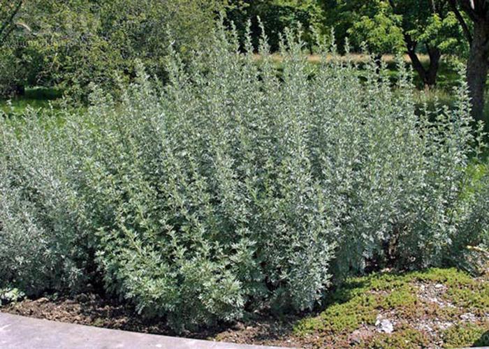 Полынь горькая (лат. Artemisia absinthium) фото #424