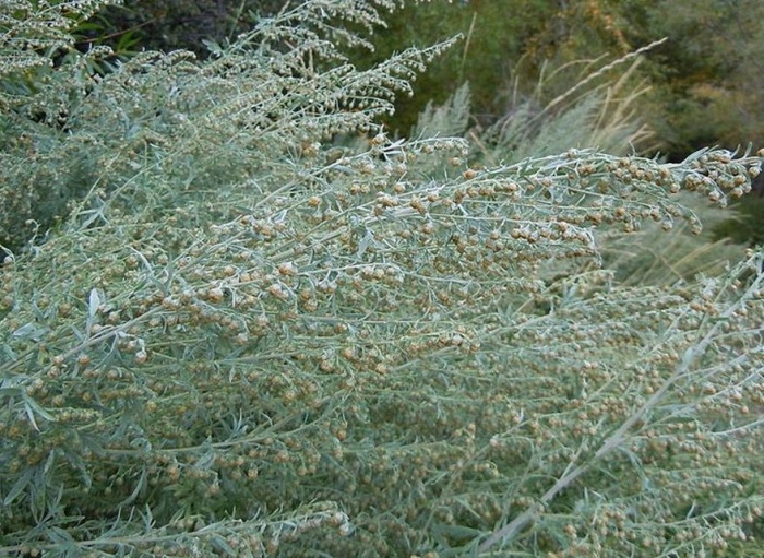 Полынь горькая (лат. Artemisia absinthium) фото #426
