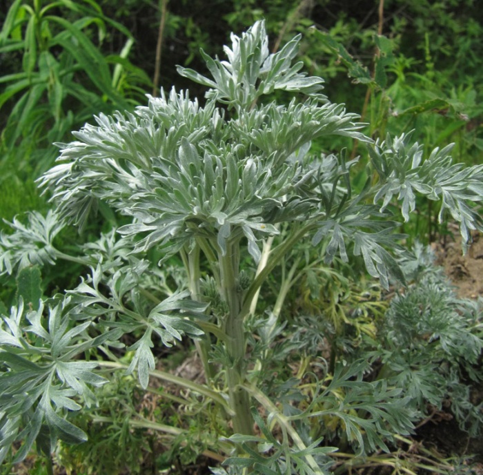 Полынь горькая (лат. Artemisia absinthium) фото #425