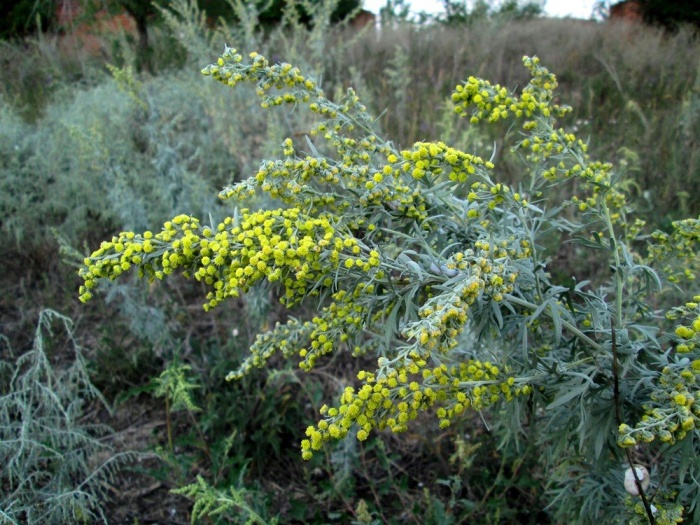 Полынь горькая (лат. Artemisia absinthium) фото #419