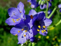 Синюха лазоревая (лат. Polemonium caeruleum)