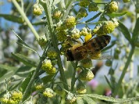 Полынь горькая (лат. Artemisia absinthium) фото #414