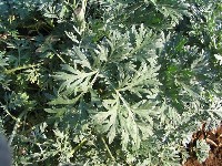 Полынь горькая (лат. Artemisia absinthium) фото #415