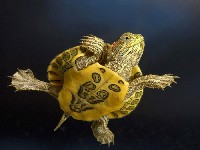 Желтобрюхая черепаха