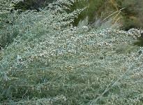 Полынь горькая (лат. Artemisia absinthium) фото #426