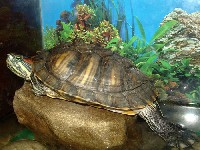 Черепаха Оранжевоухая