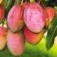 Как вырастить манго из косточки?