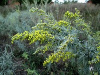 Полынь горькая (лат. Artemisia absinthium) фото #419