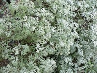 Полынь горькая (лат. Artemisia absinthium) фото #423