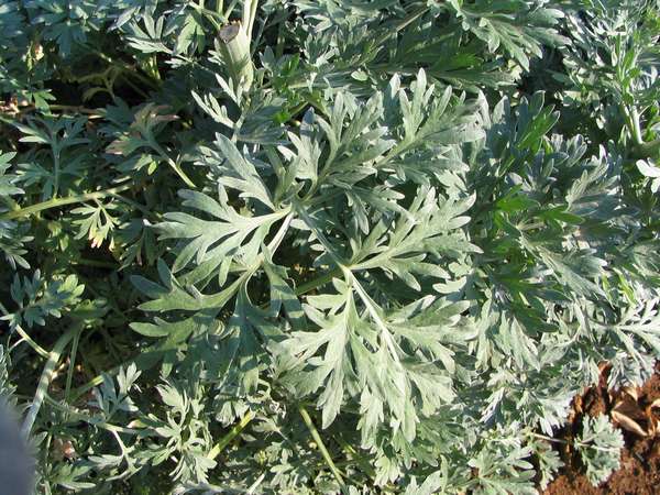 Полынь горькая (лат. Artemisia absinthium) фото #415
