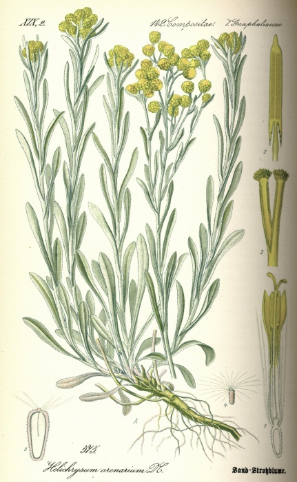 Бессмертник (лат. Helichrysum) фото #126