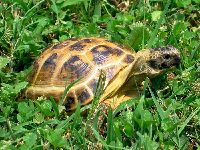 Среднеазиатская сухопутная черепаха