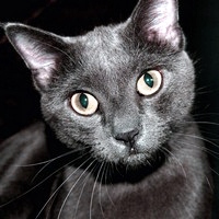 Что делать, если черная кошка перебежала дорогу?