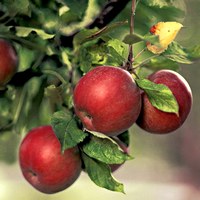 Лучшие сорта яблони