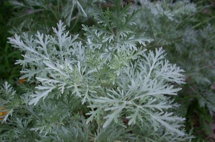 Полынь горькая (лат. Artemisia absinthium) фото #416