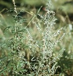 Полынь горькая (лат. Artemisia absinthium) фото #427