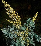 Полынь горькая (лат. Artemisia absinthium) фото #421
