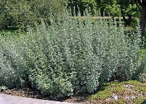 Полынь горькая (лат. Artemisia absinthium) фото #424