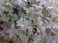 Полынь горькая (лат. Artemisia absinthium) фото #428