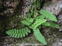 Щитовник пахучий (лат. Dryopteris fragrans) фото #492