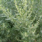 Полынь горькая (лат. Artemisia absinthium) фото #429