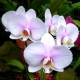 Как правильно пересадить орхидею фаленопсис?