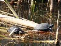 Европейская болотная черепаха