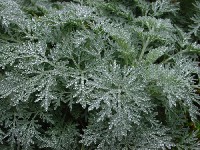 Полынь горькая (лат. Artemisia absinthium) фото #420