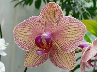 Фаленопсис (лат. Phalaenopsis)