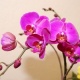 Пересадка орхидеи фаленопсис